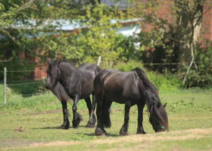 Bellmann Casa de Férias *